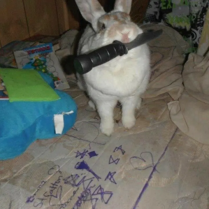 Qmffhq의 폭력토끼.
