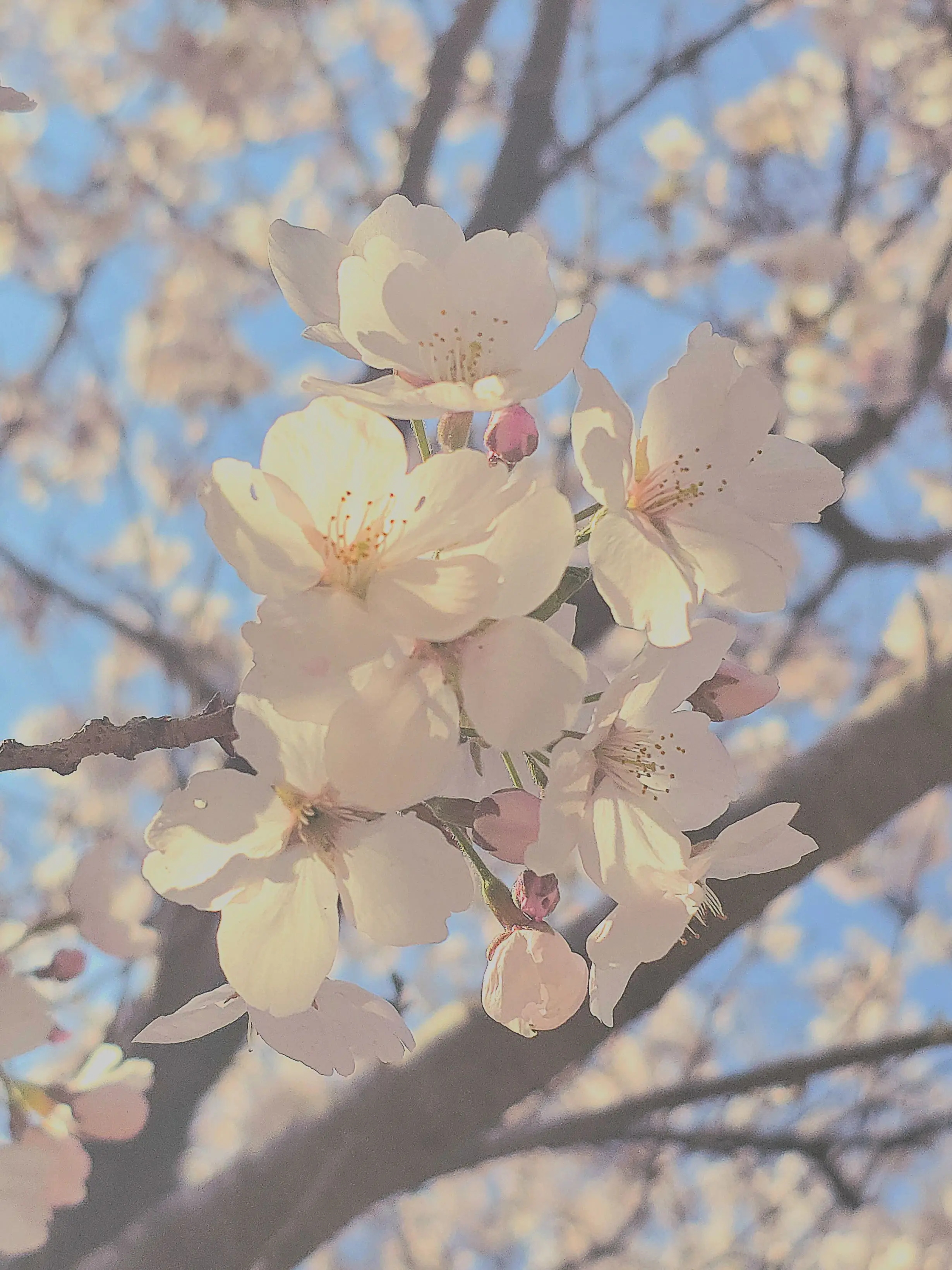 Casablanca_lily의 Is It Spring, You, or Love?
