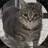 OIIA Cat