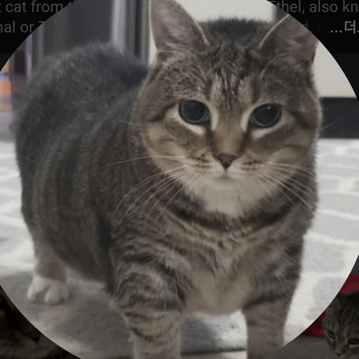 OIIA Cat