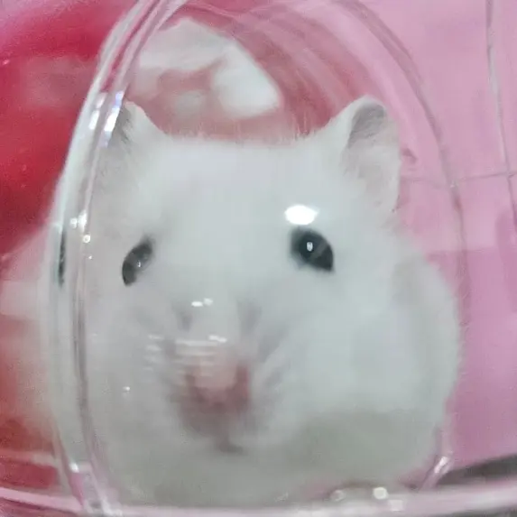 Pusaaaaaaaaaaaay의 앙뚜아네트