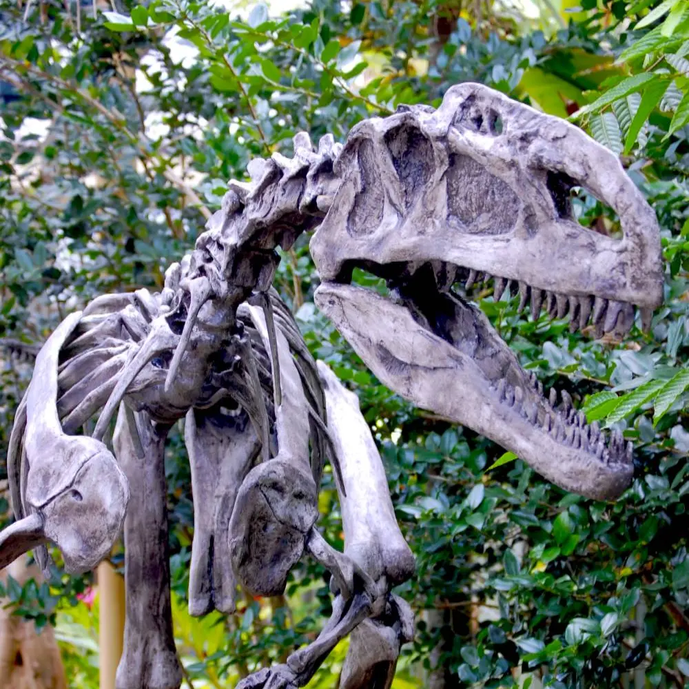 Carcharodonto의 scp 250