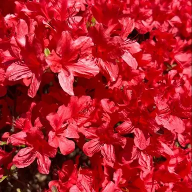 Profile image of 플래그