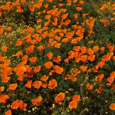 Profile image of 코마