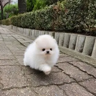 Profile image of 백실이