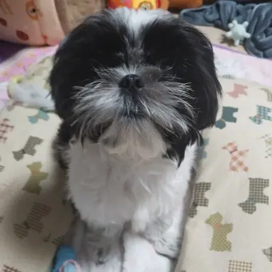 Profile image of 깜이