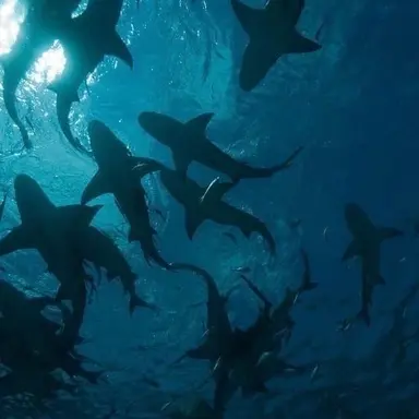 Profile image of Sharkfies