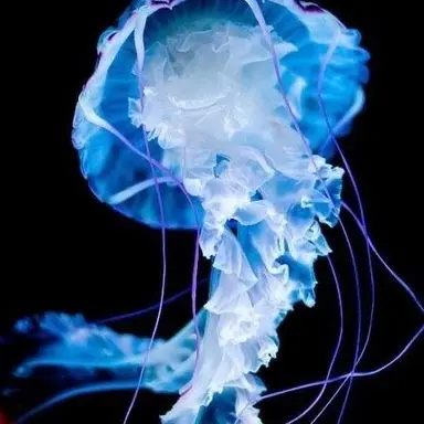 Profile image of 프릴렌