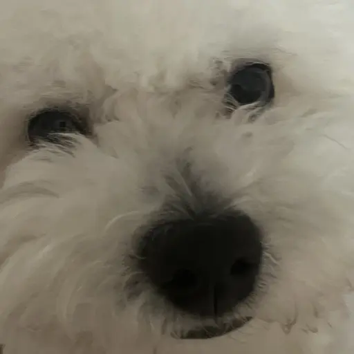 gfujxbzhfjfu의 두부