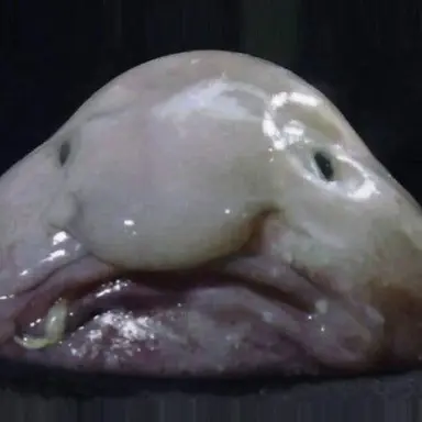 Profile image of 여우