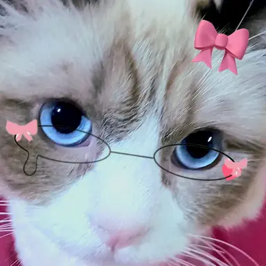 Profile image of 데니아