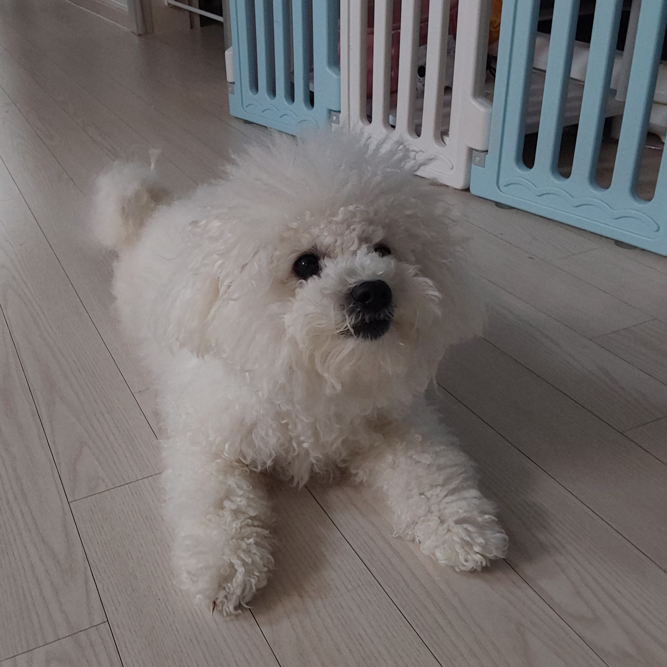 싸이코패스 세계관인 고고프랜즈(여우) 대표 이미지