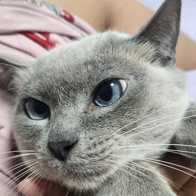 Profile image of 포도