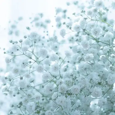 Profile image of 明那のリスナー