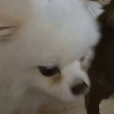 Profile image of 덕개