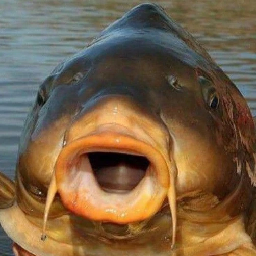 잉어