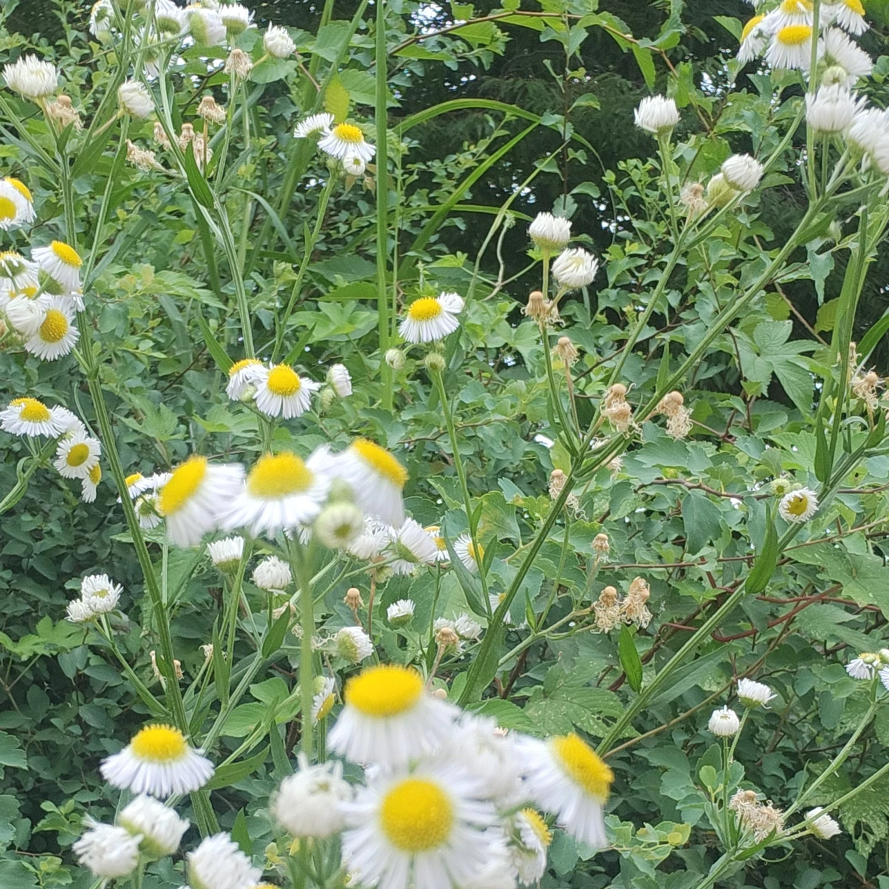 평학