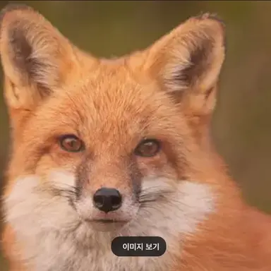 Profile image of 소여우
