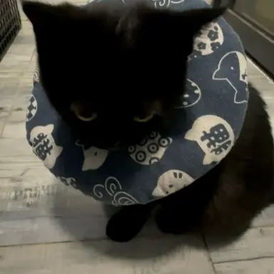 Profile image of 마에다 리쿠