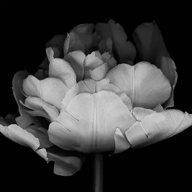 Profile image of 유 안