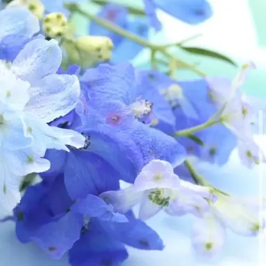 Profile image of 杉山紀彰