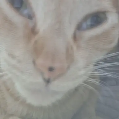 Profile image of 평학