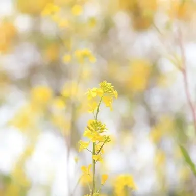 Profile image of 밍