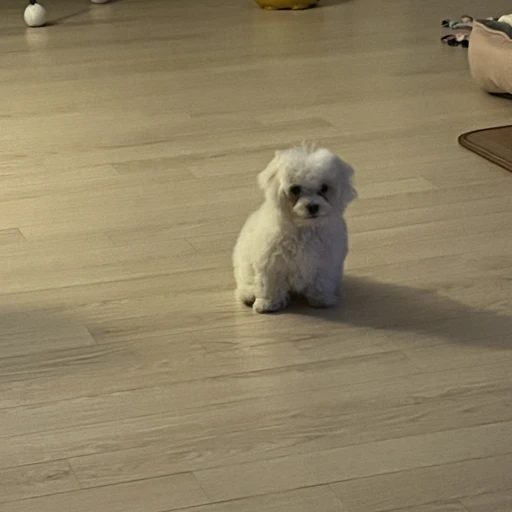 윤 콩