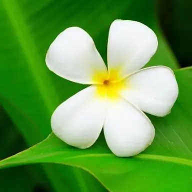 Profile image of 미플