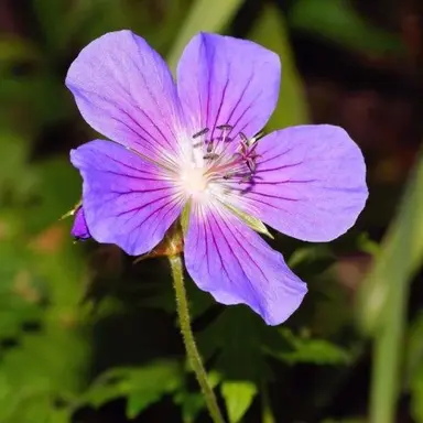 Profile image of 닼카