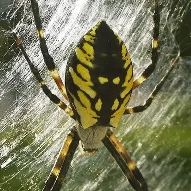 Profile image of Chitinous Broodmother