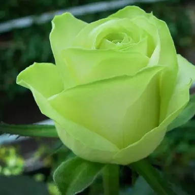 Profile image of 정공룡
