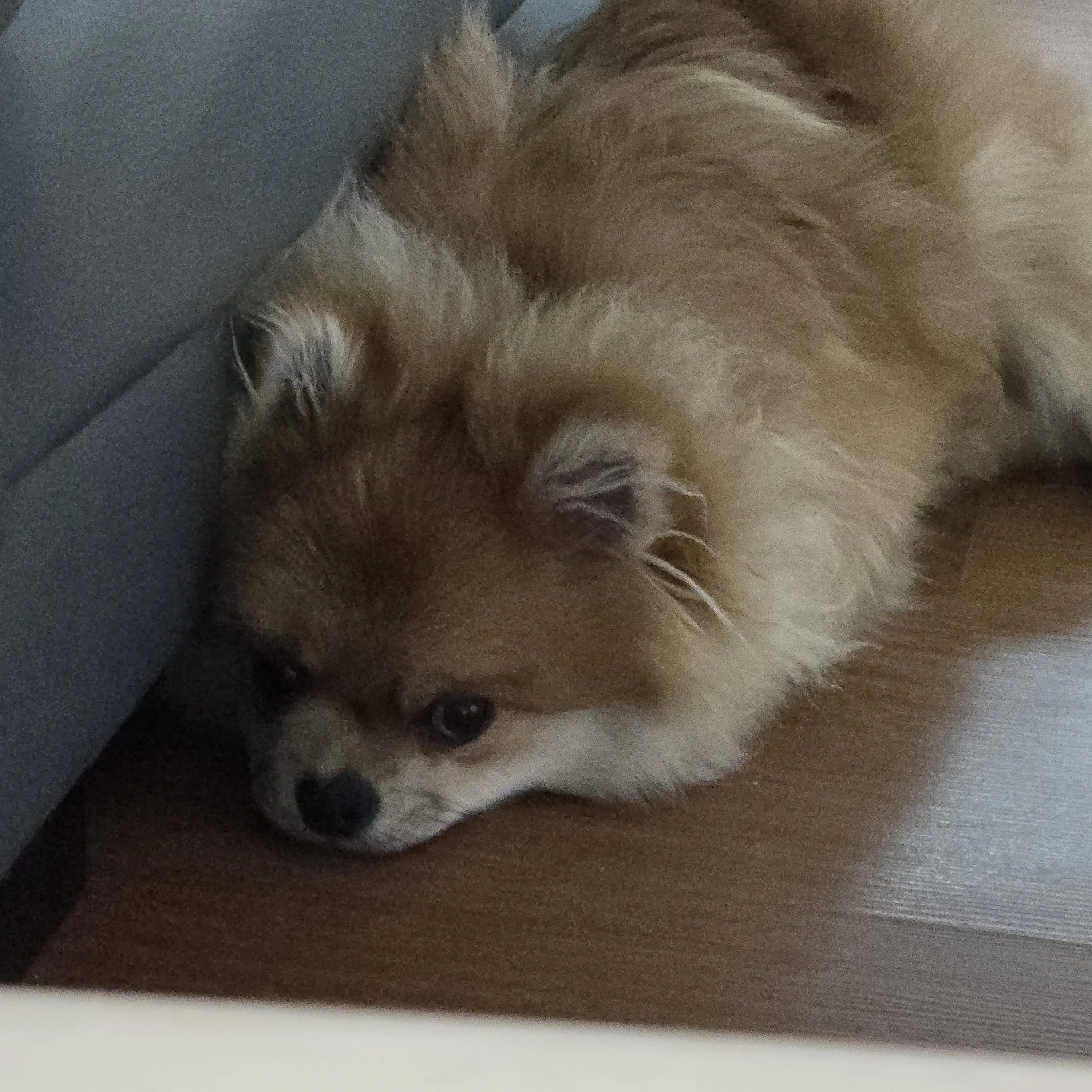 AngryAwake2409의 귀멸의 칼날 학교