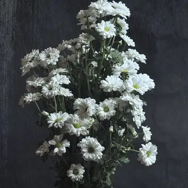 Profile image of ブルーム