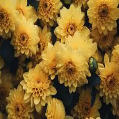 Profile image of 直哉