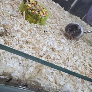 Profile image of 국민