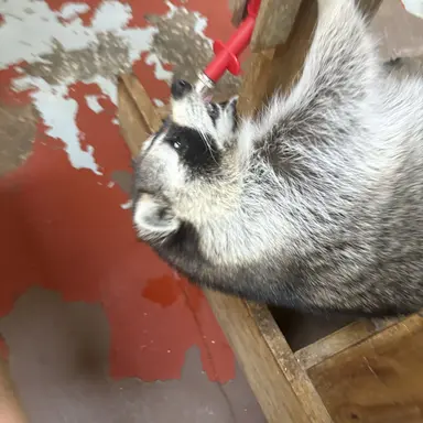 Profile image of 끼야