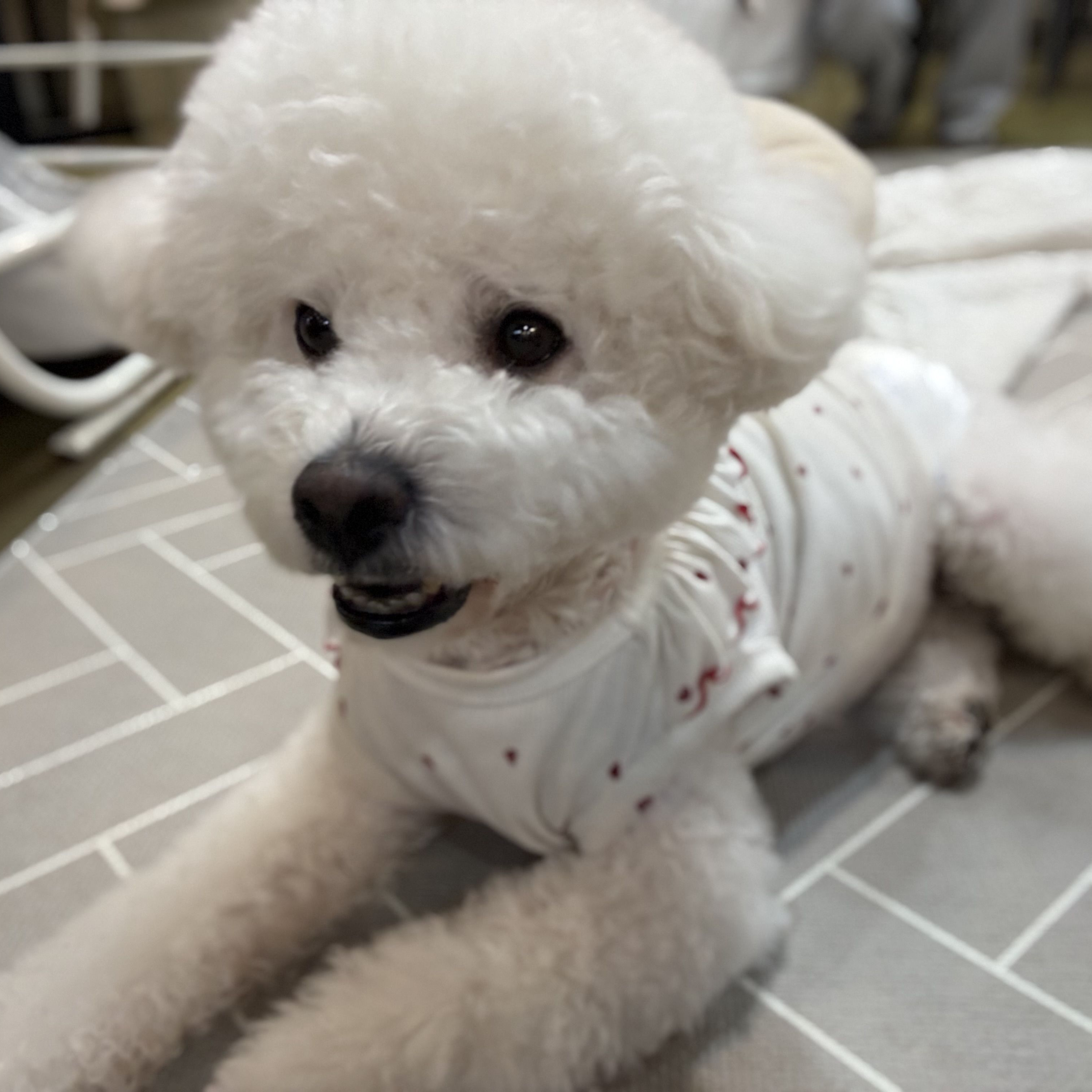 말이야와친구들 둘째 강아지 대표 이미지