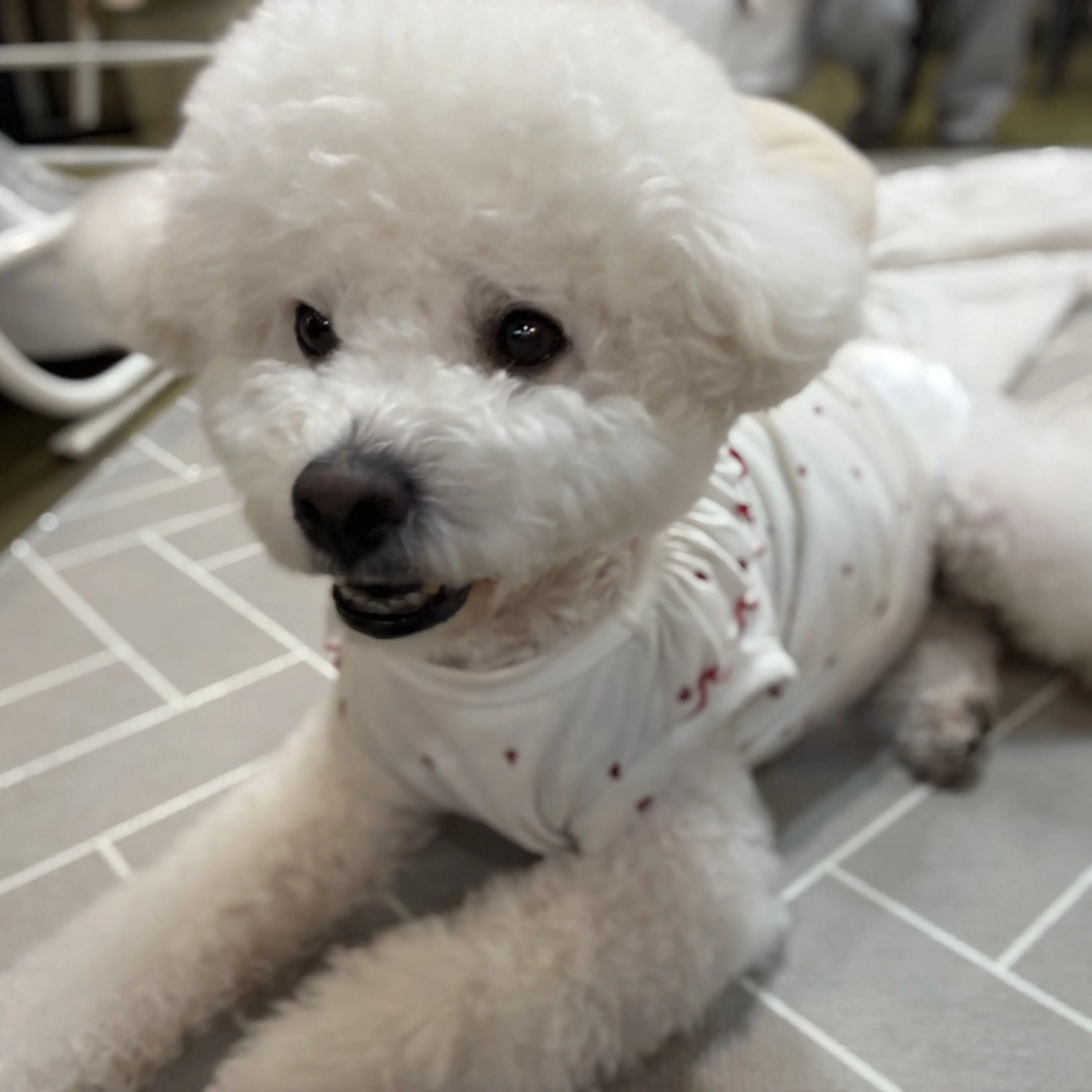 SoftRisk8398의 말이야와친구들 둘째 강아지