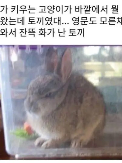 Hepstergram1994423의 토끼를 왜 물어와