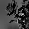 Profile image of B
