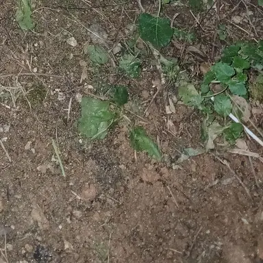 Profile image of 여우