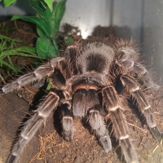 거미
