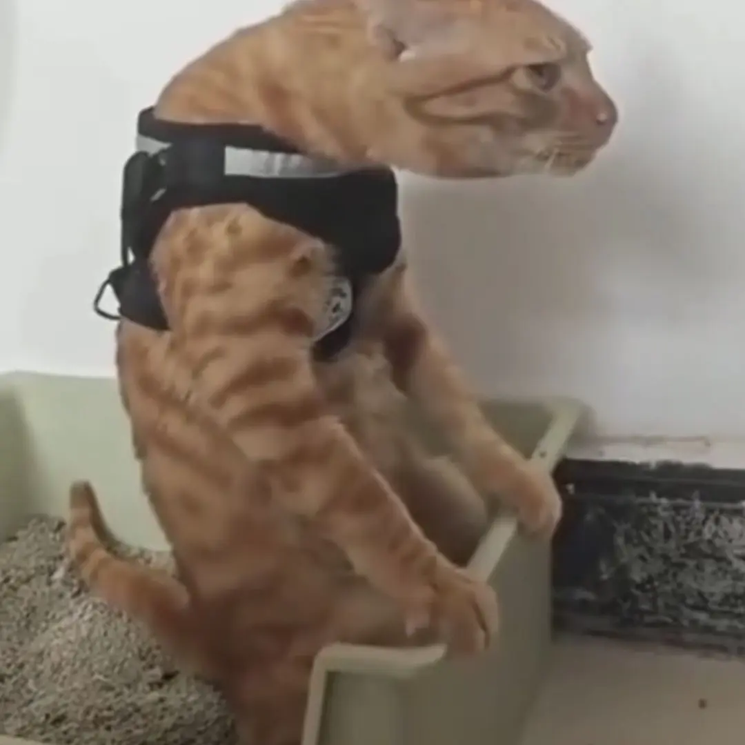 StoutSeed5428의 슈넨사