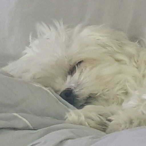 하늘이