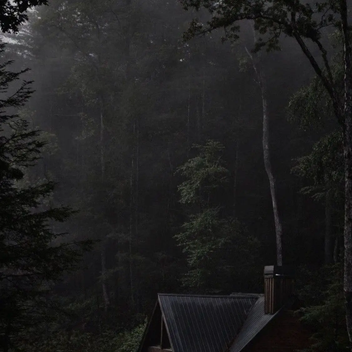 FolksyCumin0199의 Fog at the Tree Line