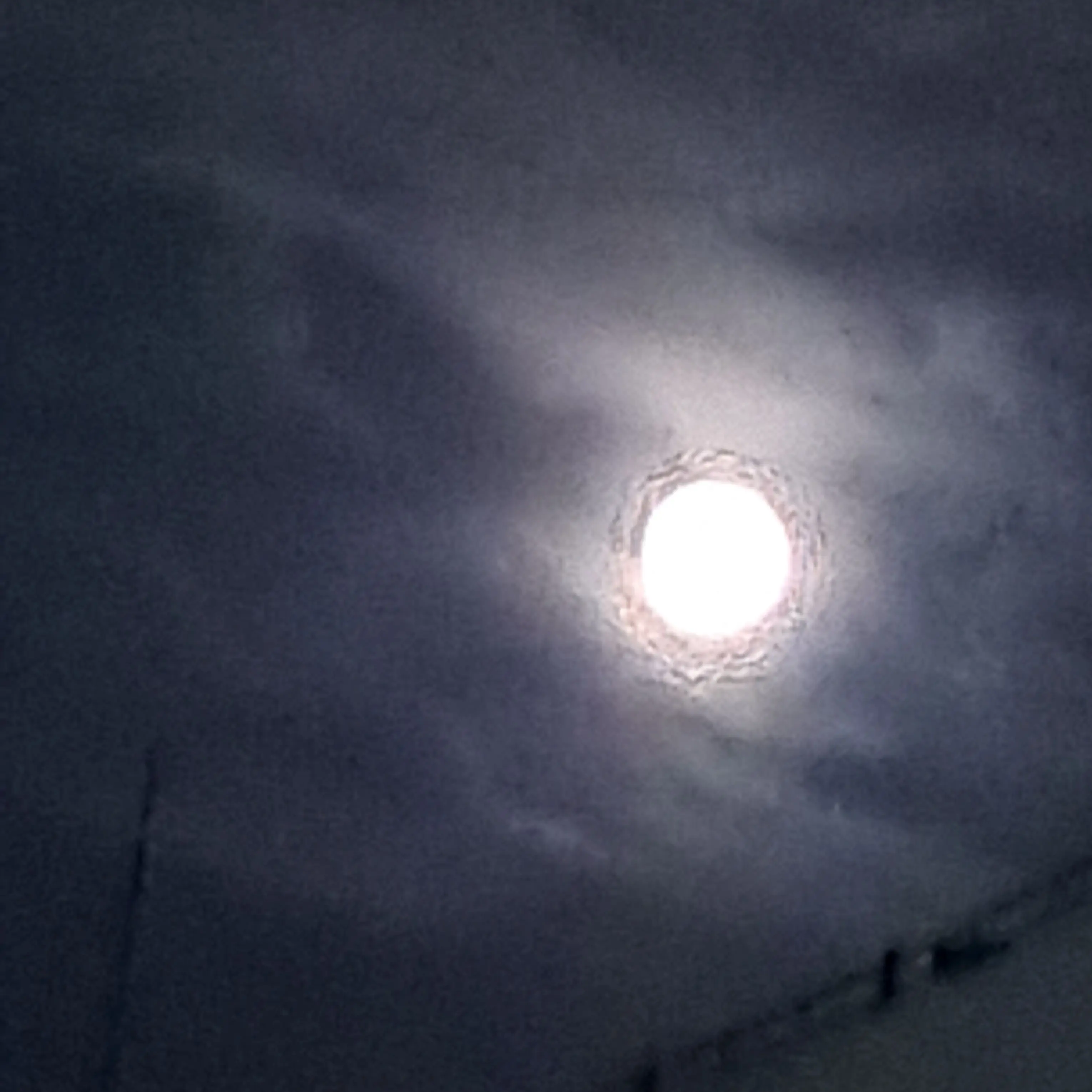 brain_leo의 리온님 남친셔츠