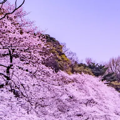 Profile image of レウクラウド