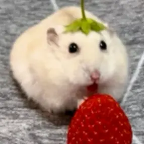 cutehamster_6의 누런 햄찌
