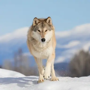 Profile image of 늑대